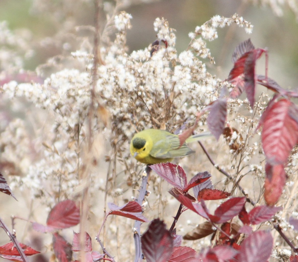 Wilson's Warbler - ML645741544
