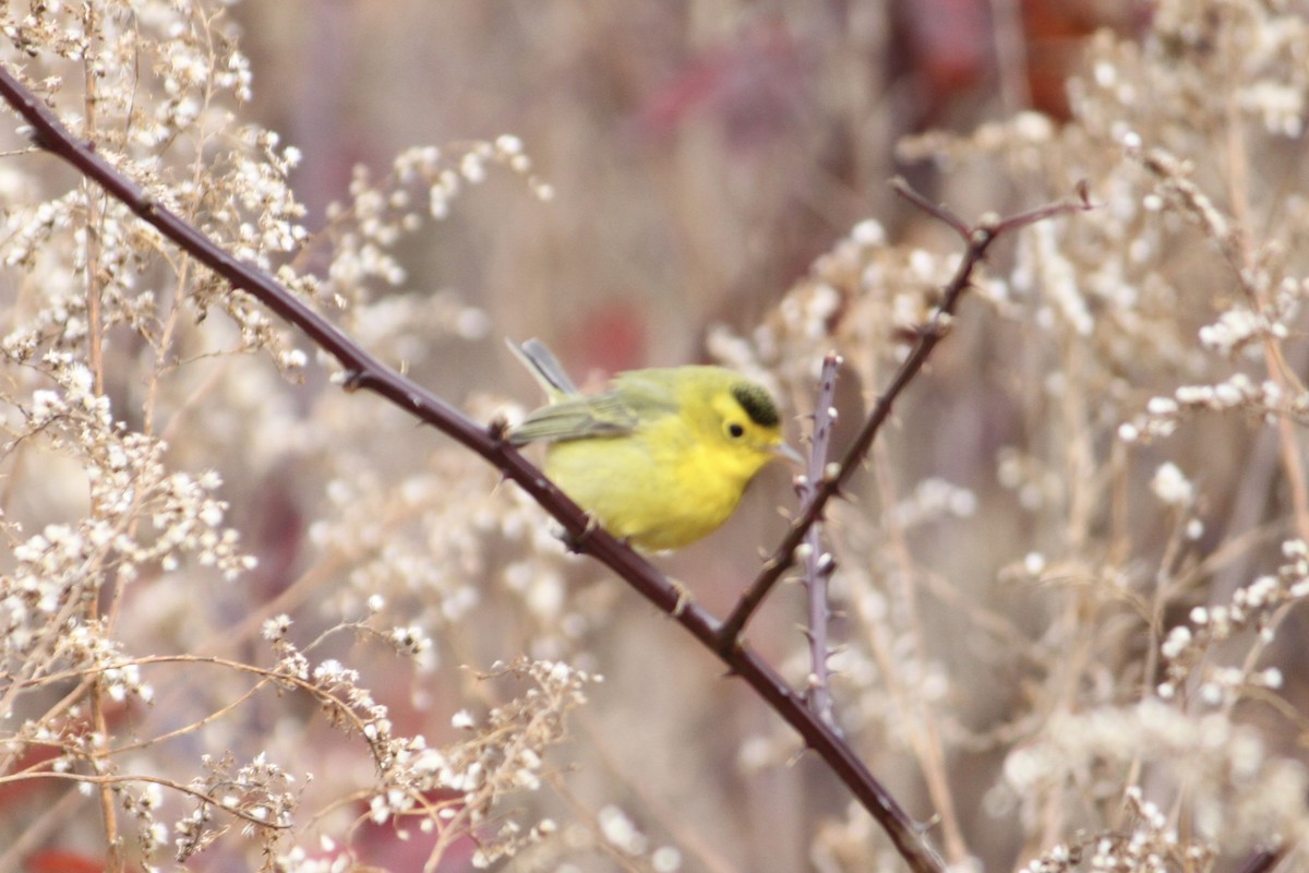 Wilson's Warbler - ML645741545