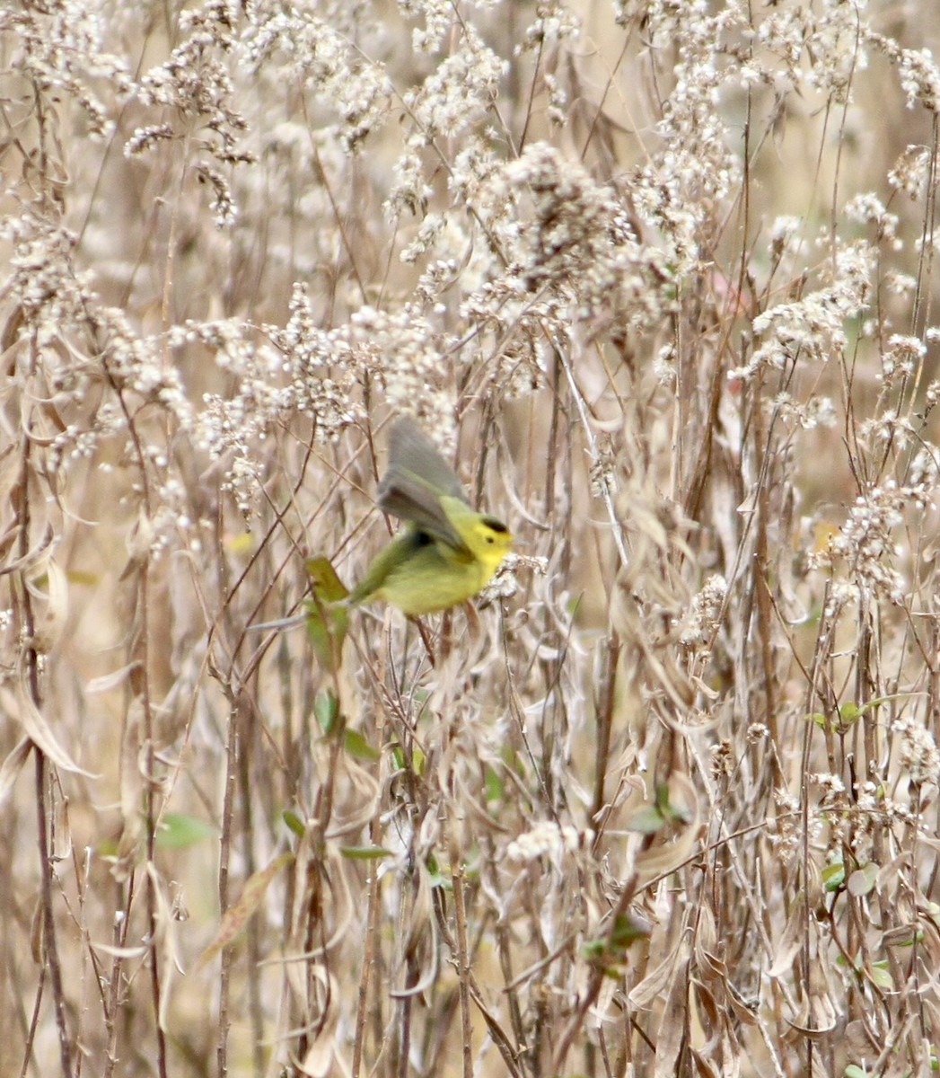 Wilson's Warbler - ML645741546