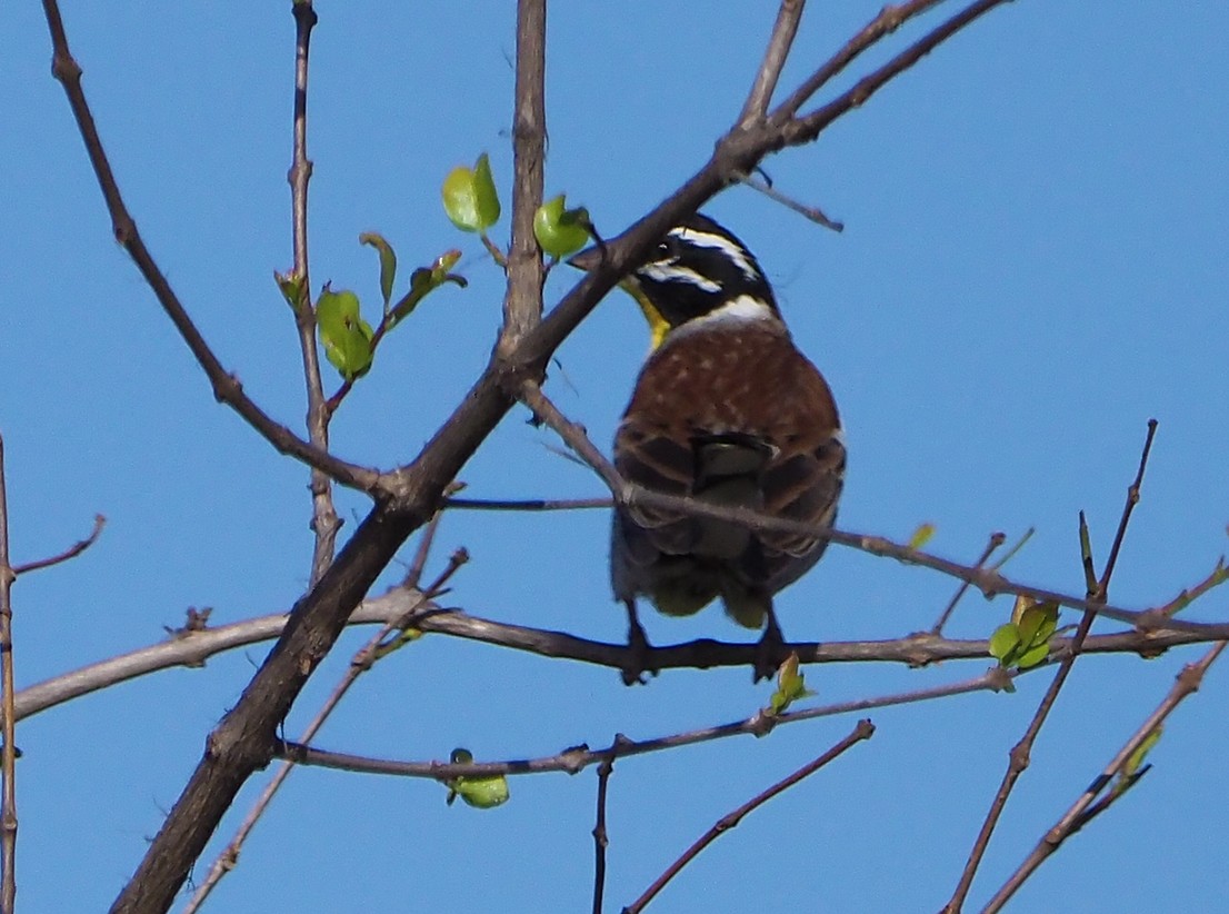 Golden-breasted Bunting - ML645741547