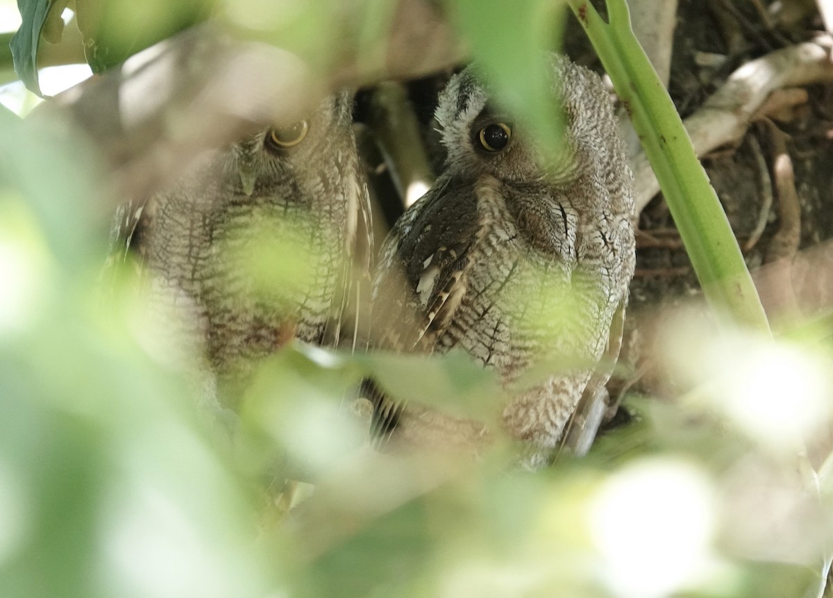 Tropical Screech-Owl - ML645741548