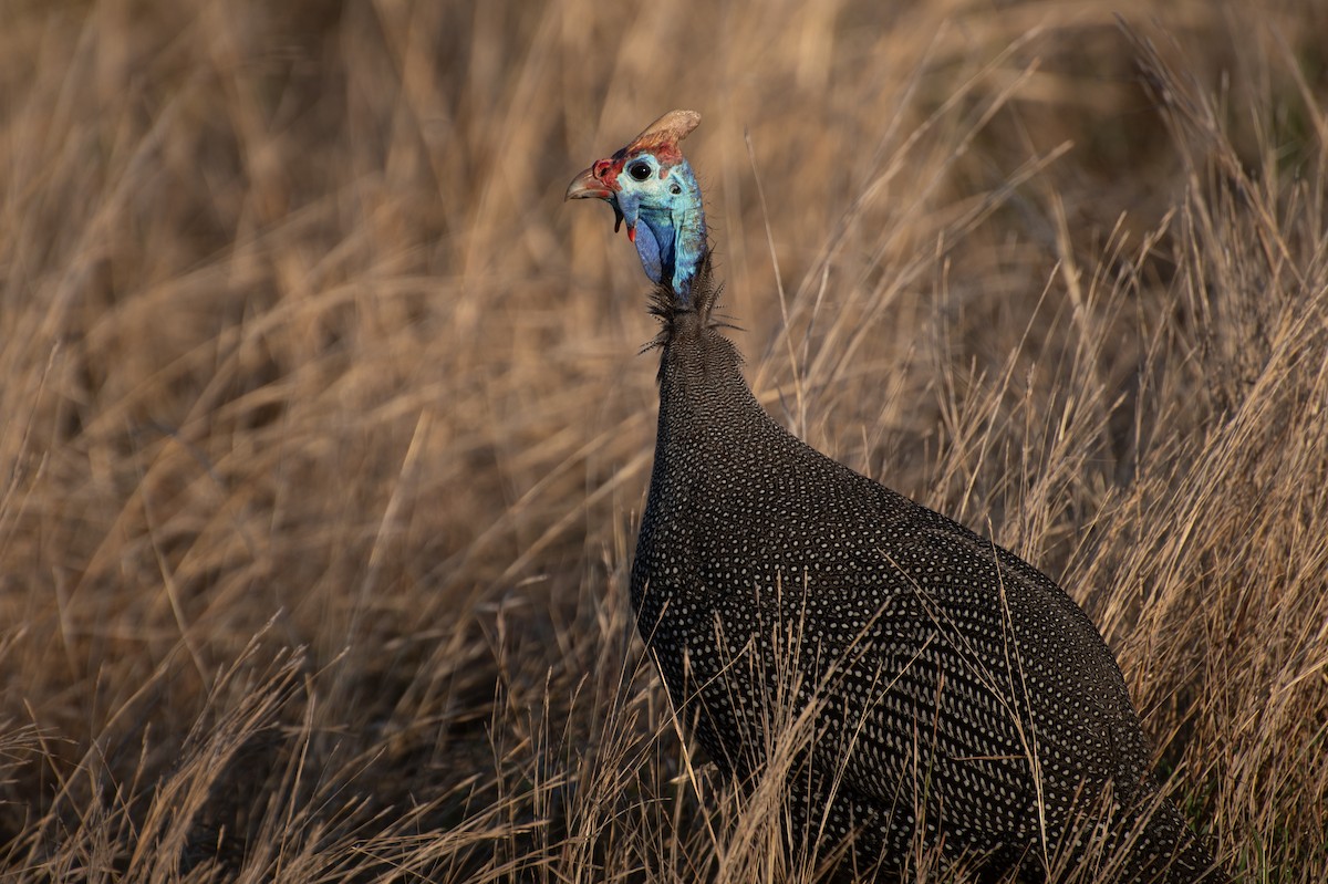 普通珠雞(mitratus群) - ML645741550