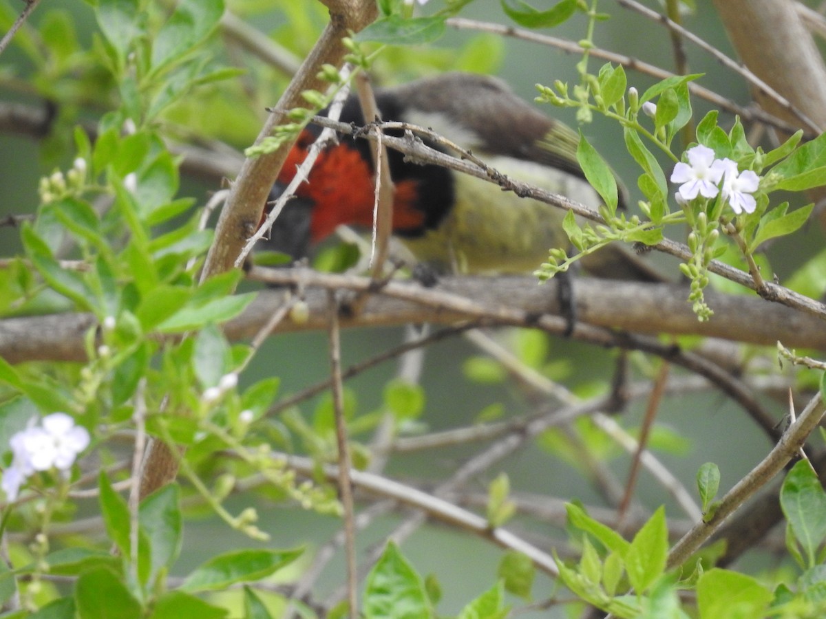 Лібія чорношия - ML645741554