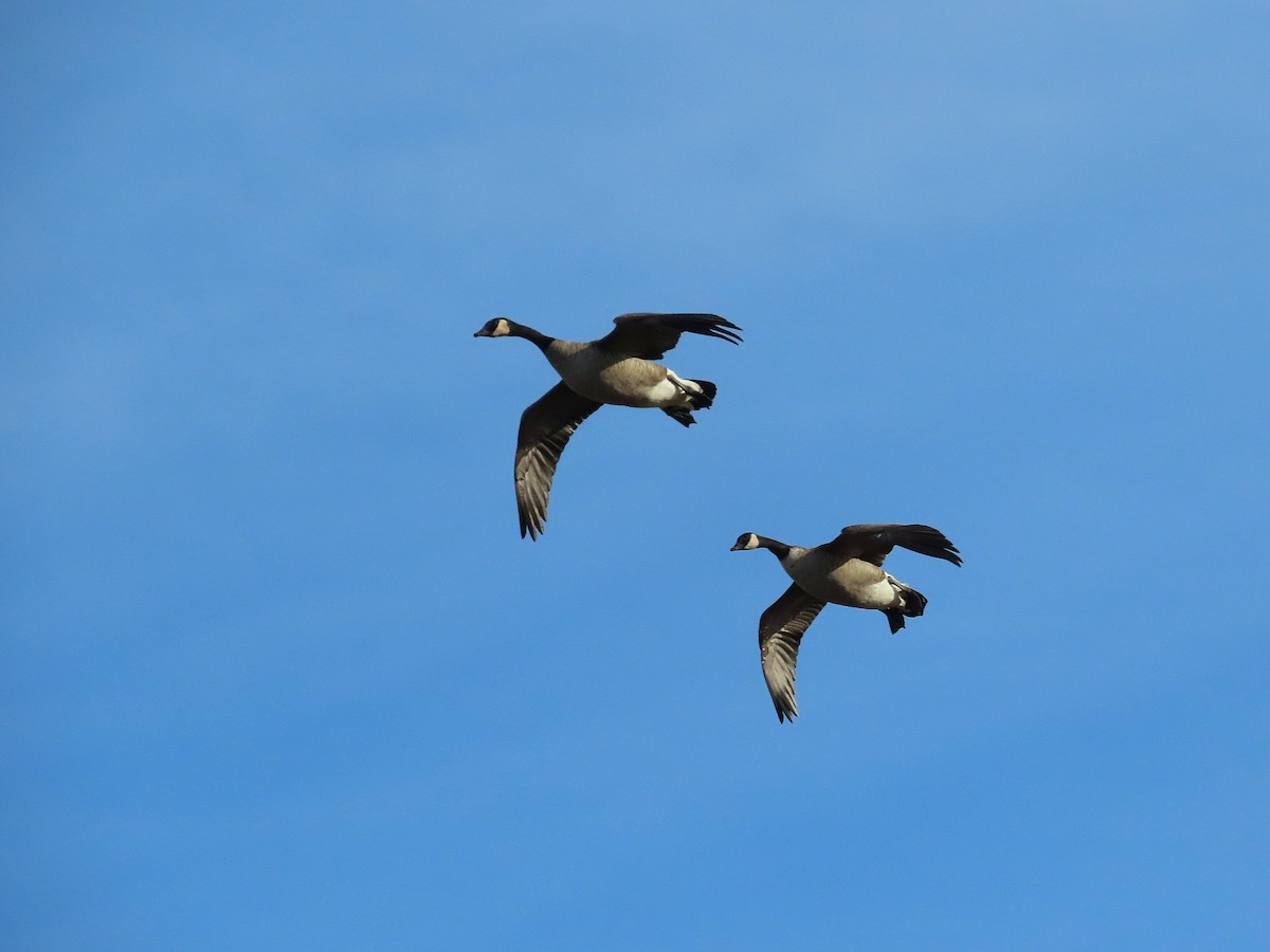 Canada Goose - ML645741555