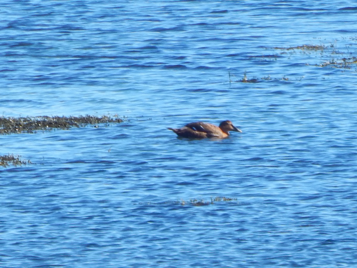 Common Eider - ML645741557