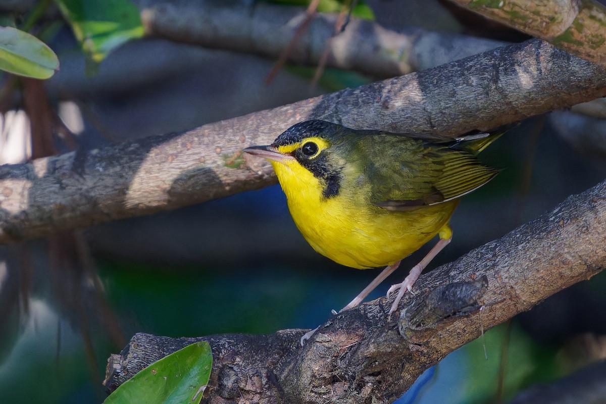Kentucky Warbler - ML645741563
