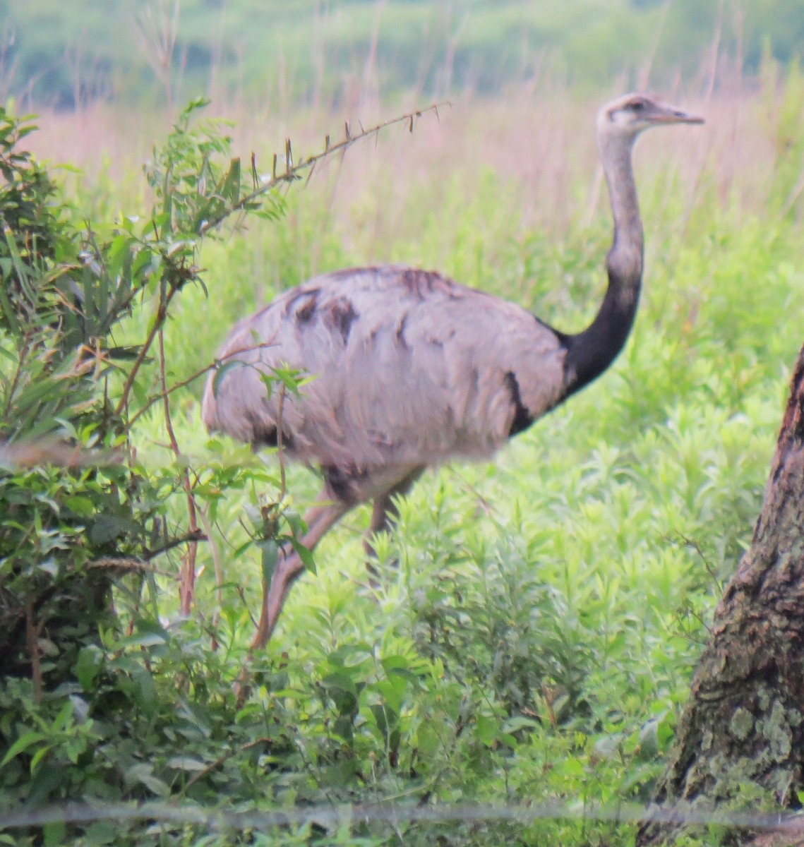 Greater Rhea - ML645741565