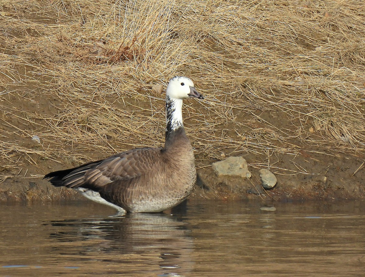 Snow x Canada Goose (hybrid) - ML645741567