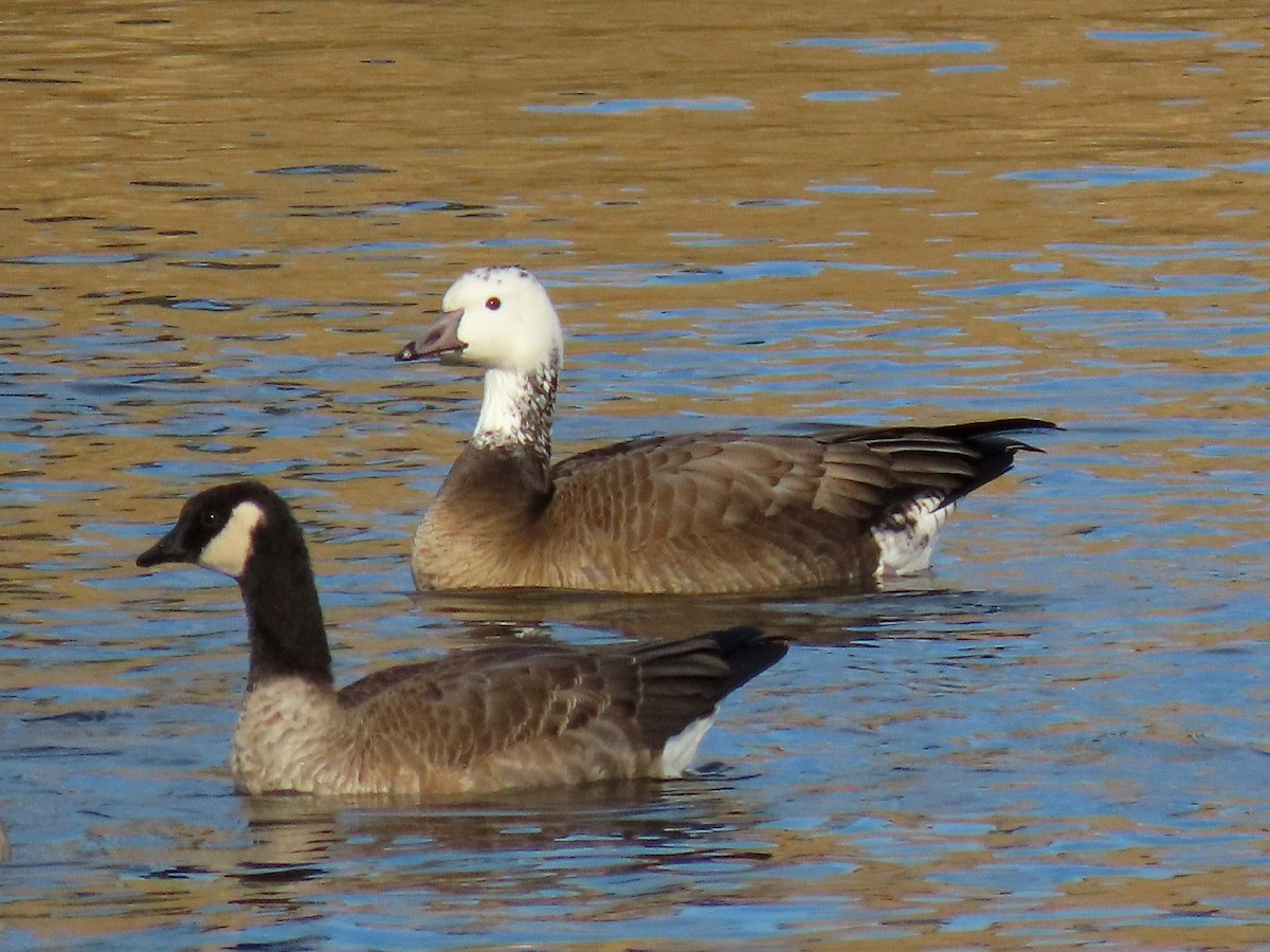 Snow x Canada Goose (hybrid) - ML645741571