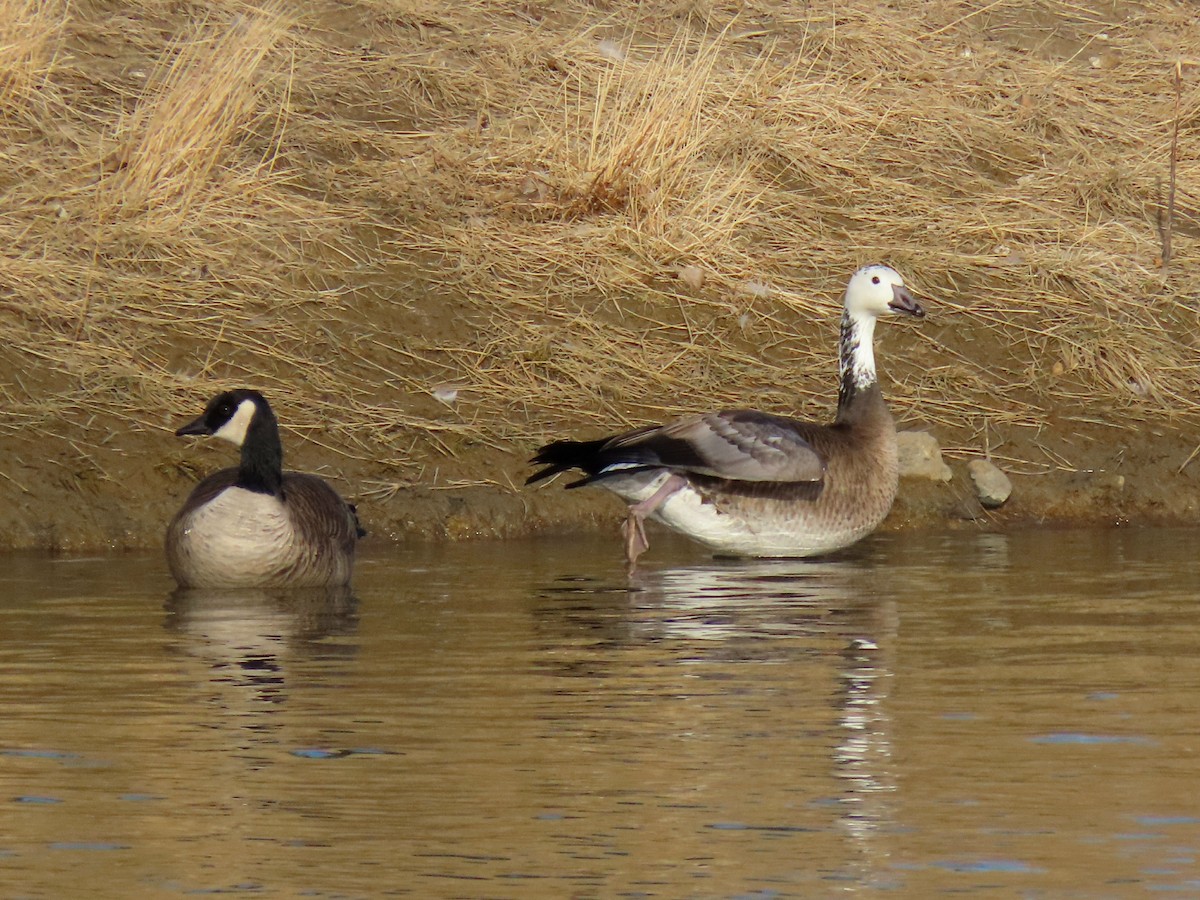 Snow x Canada Goose (hybrid) - ML645741578