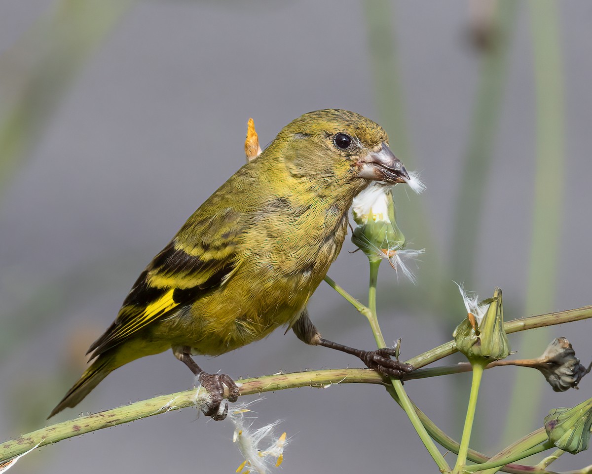 Hooded Siskin - ML645741579
