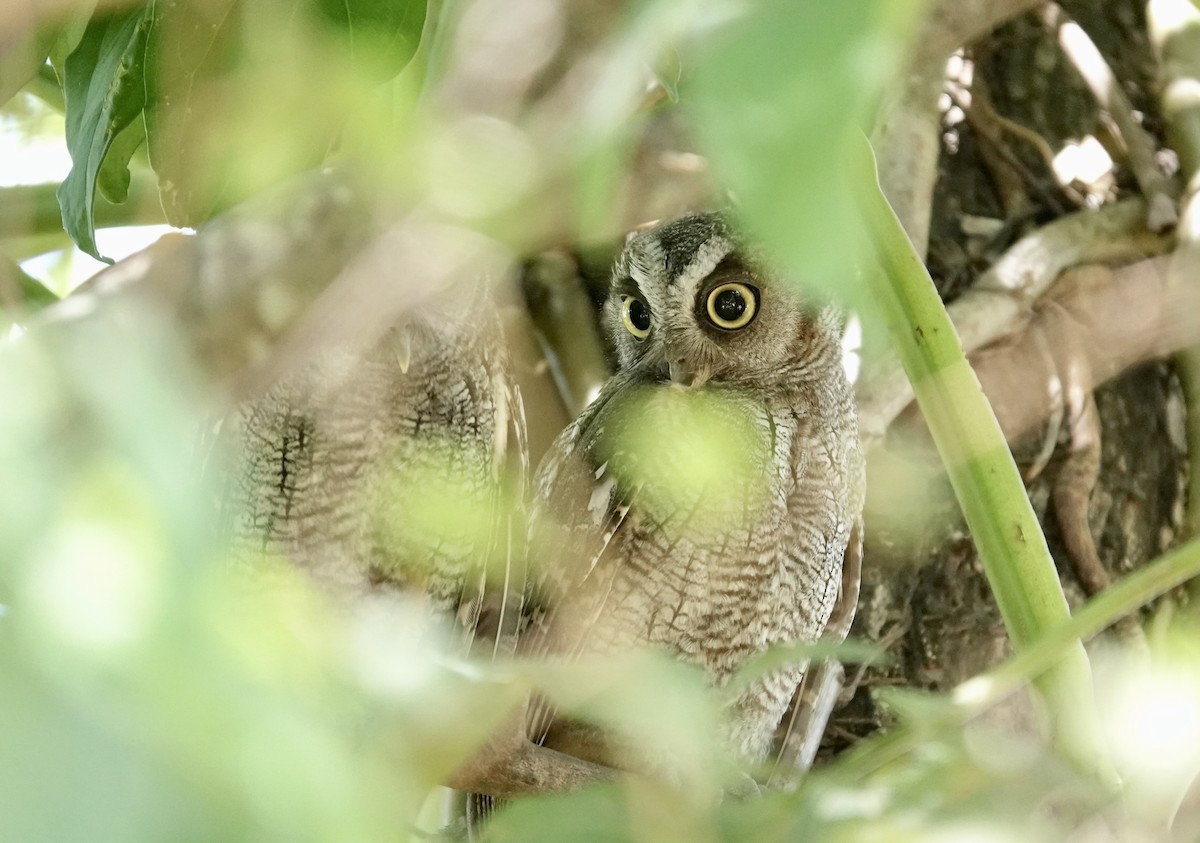 Tropical Screech-Owl - ML645741580