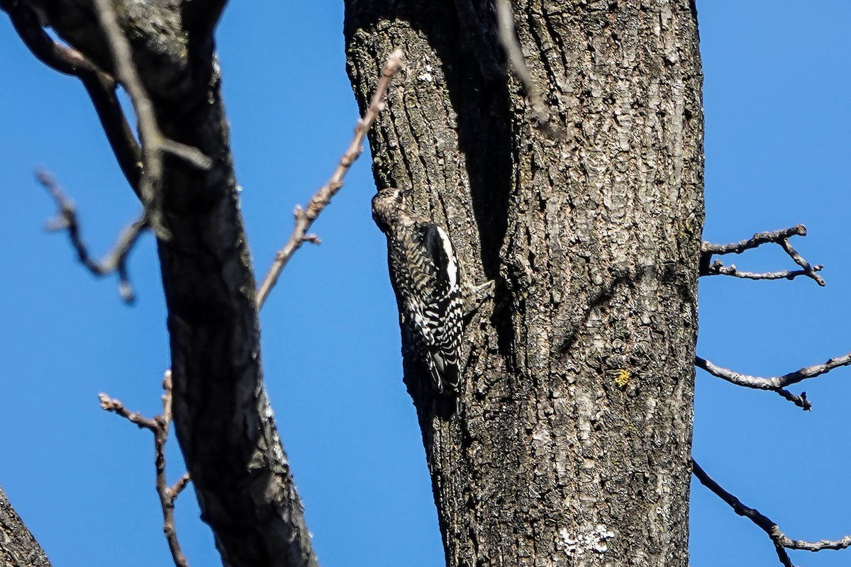 Yellow-bellied Sapsucker - ML645741584