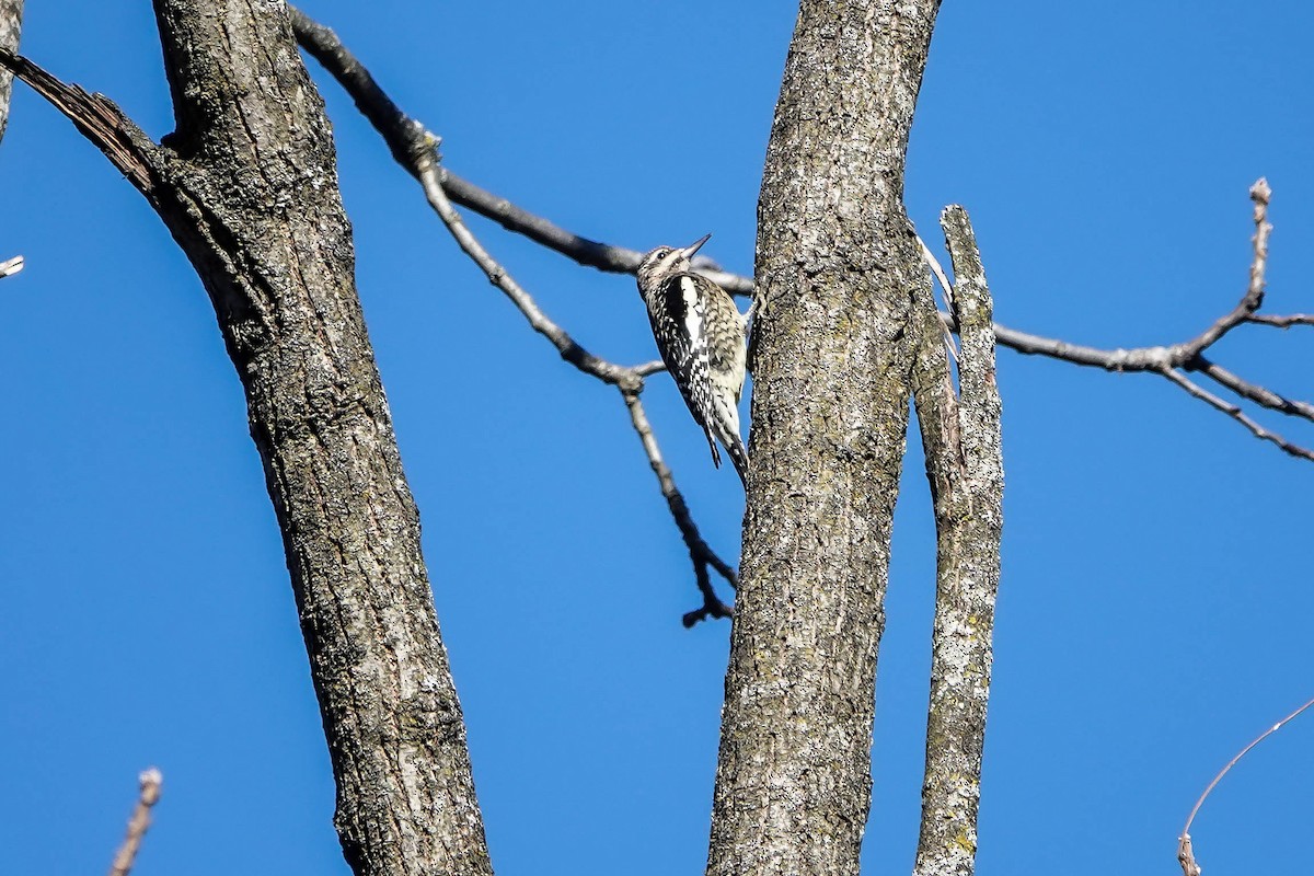 Yellow-bellied Sapsucker - ML645741585