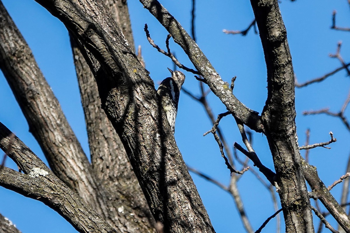 Yellow-bellied Sapsucker - ML645741586