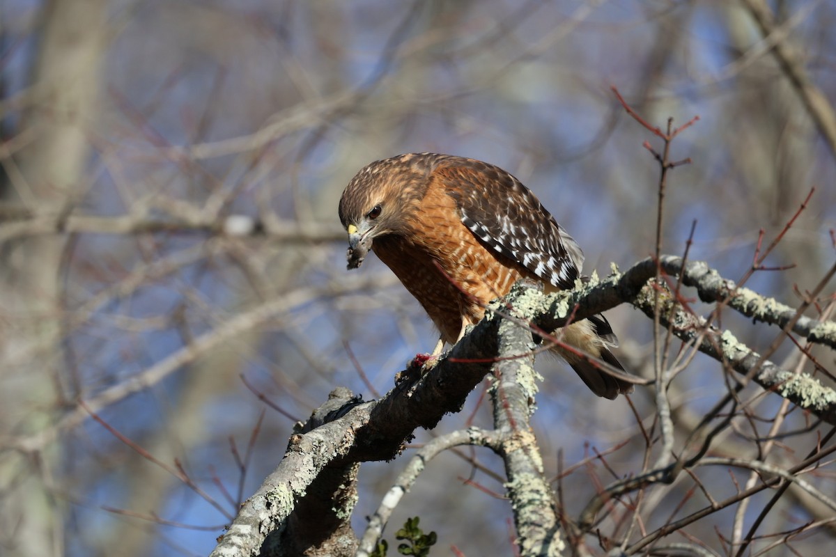 Red-shouldered Hawk - ML645741589