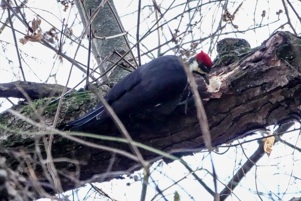 Pileated Woodpecker - ML645741603