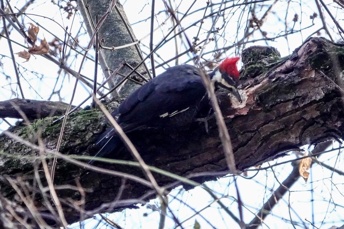 Pileated Woodpecker - ML645741604