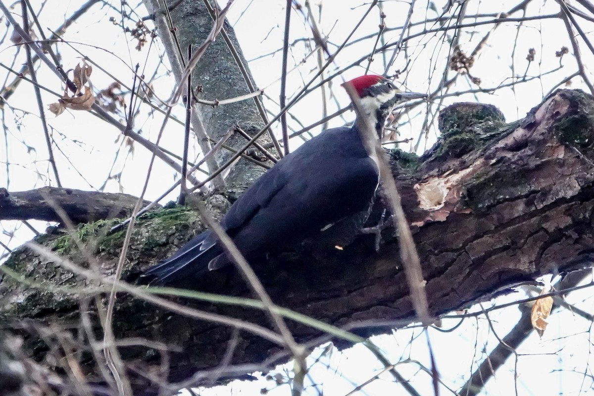 Pileated Woodpecker - ML645741605