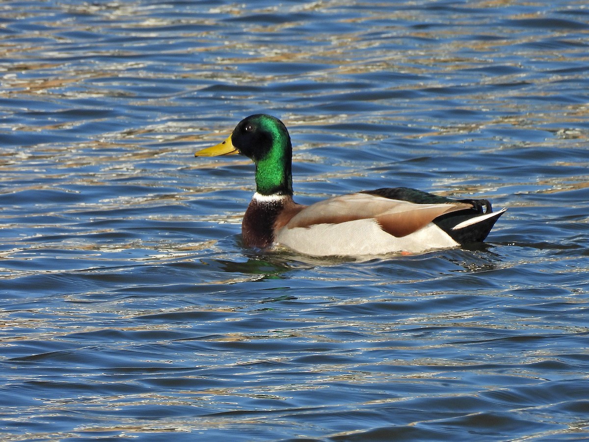 Mallard - ML645741608