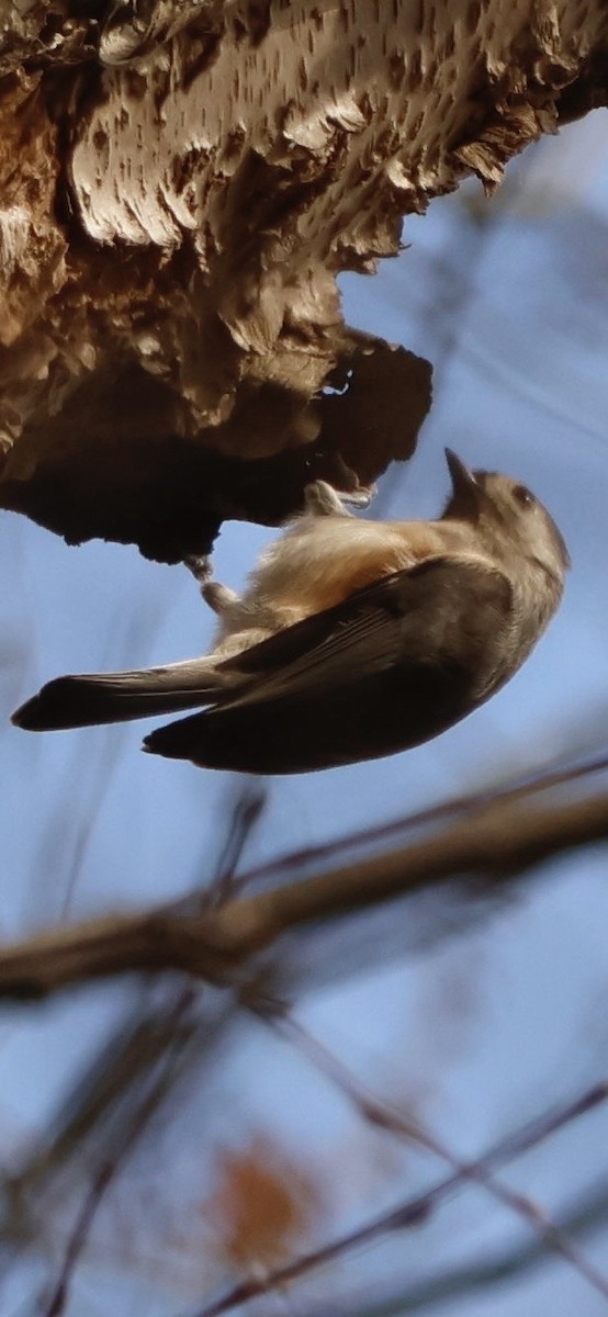 Tufted Titmouse - ML645741610