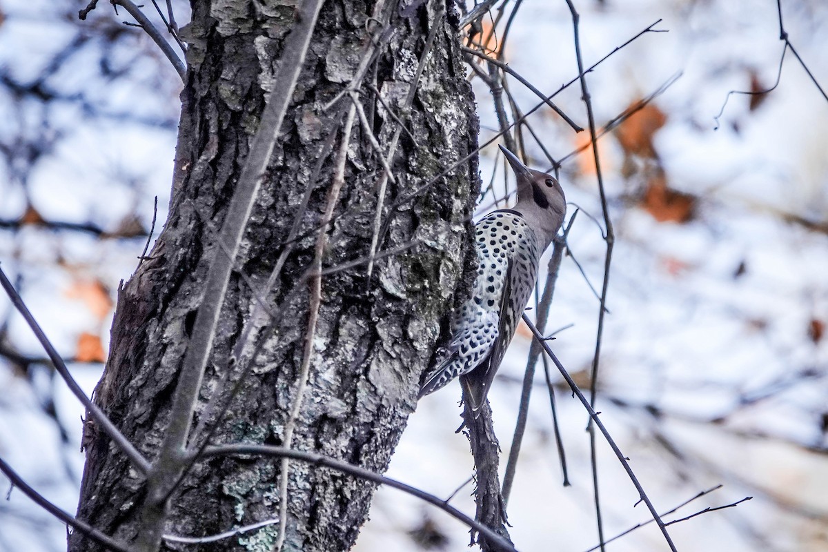 Northern Flicker - ML645741612