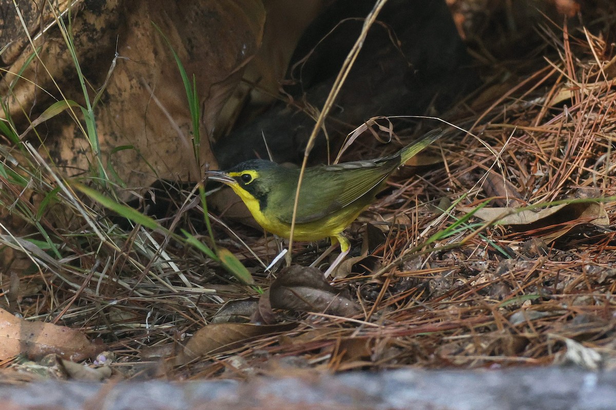 Kentucky Warbler - ML645741616