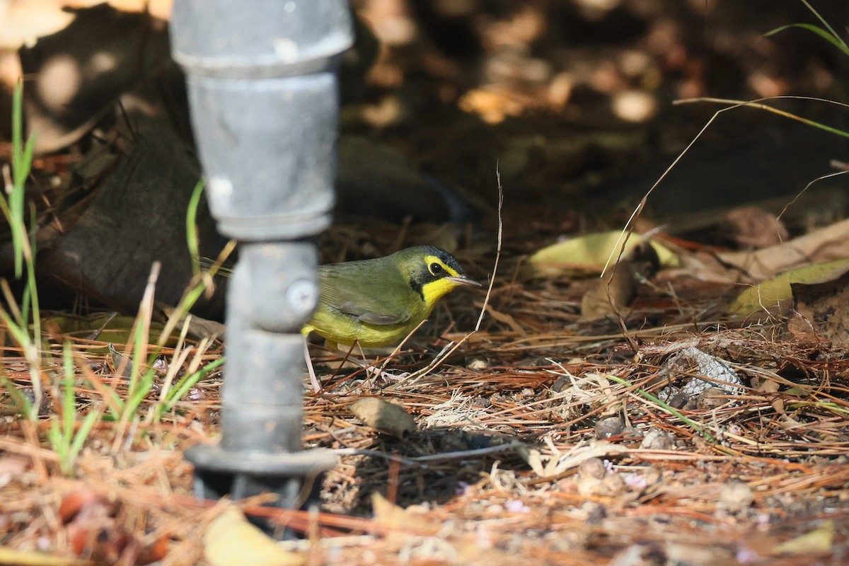 Kentucky Warbler - ML645741617