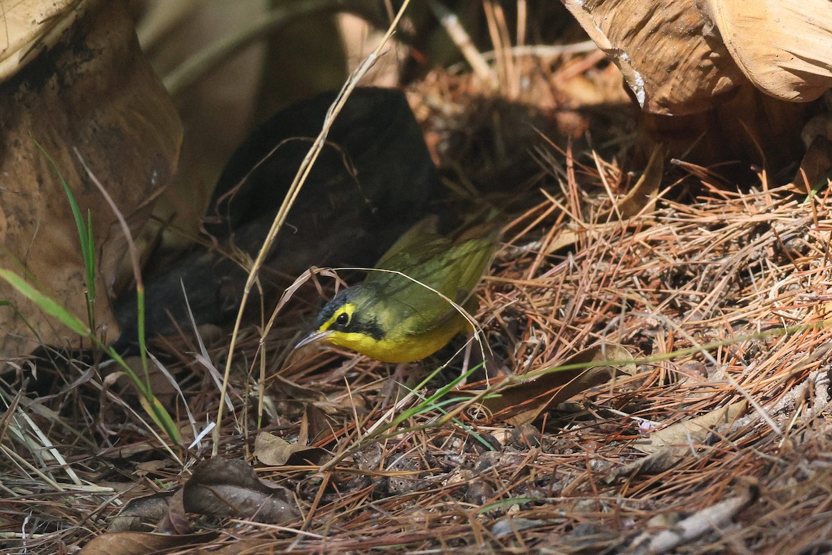 Kentucky Warbler - ML645741619