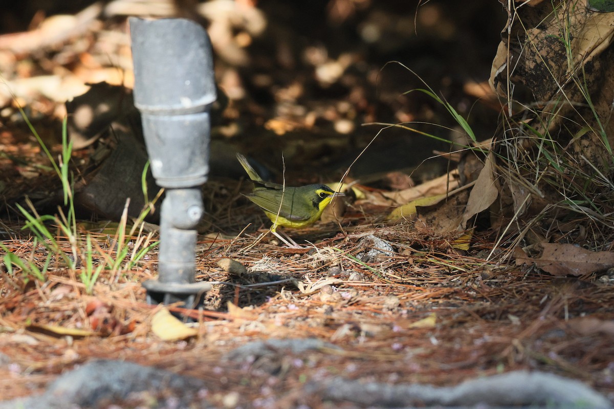 Kentucky Warbler - ML645741620