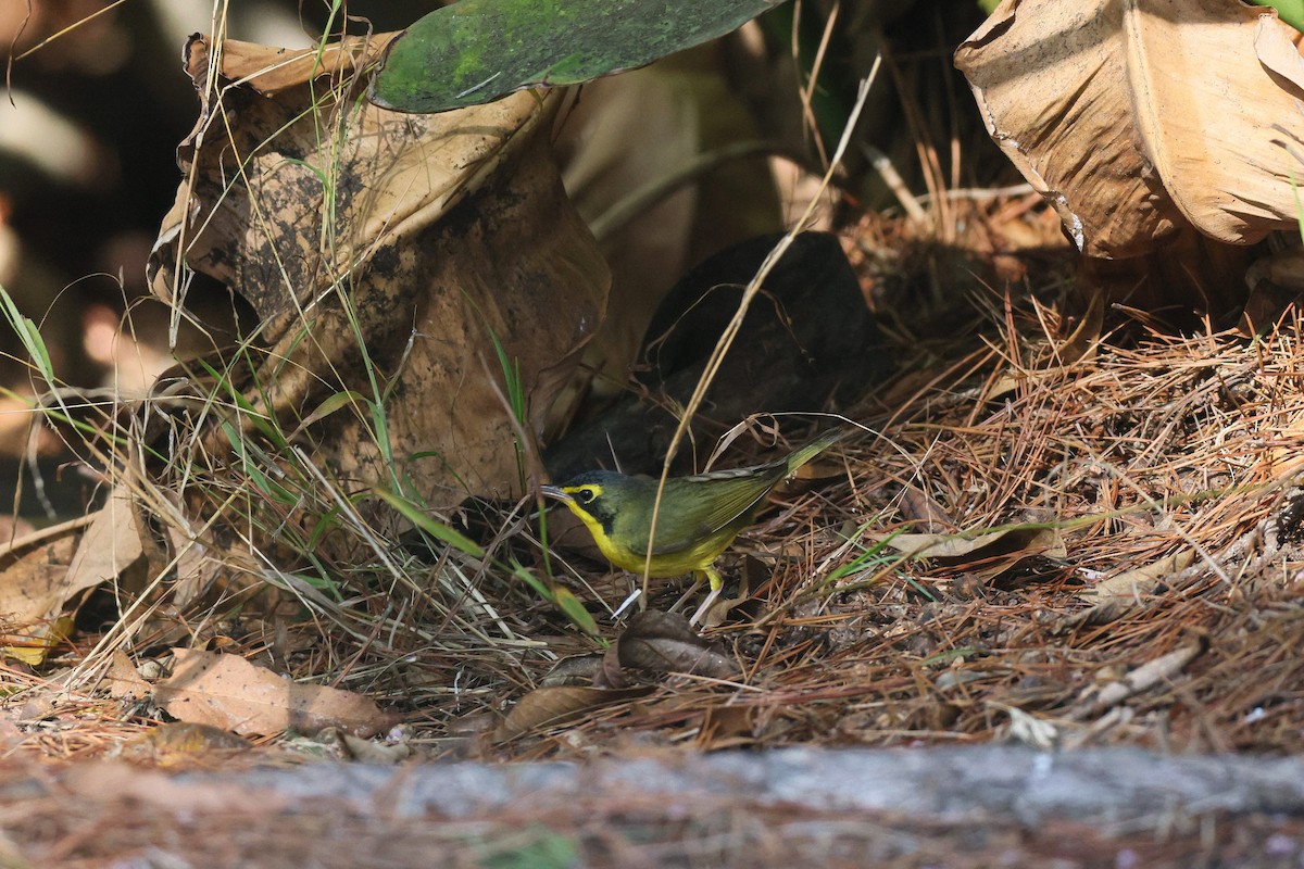 Kentucky Warbler - ML645741621