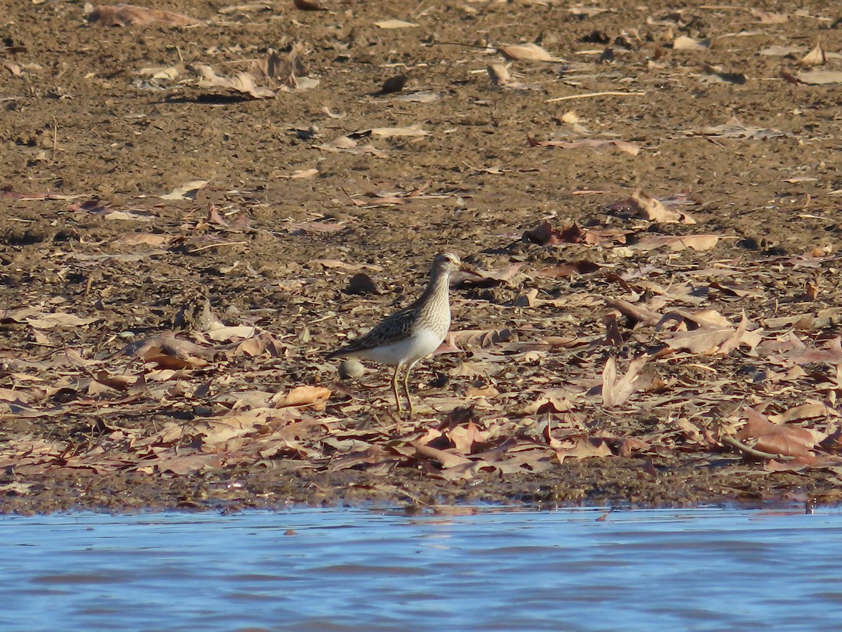 Дутыш - ML645741628