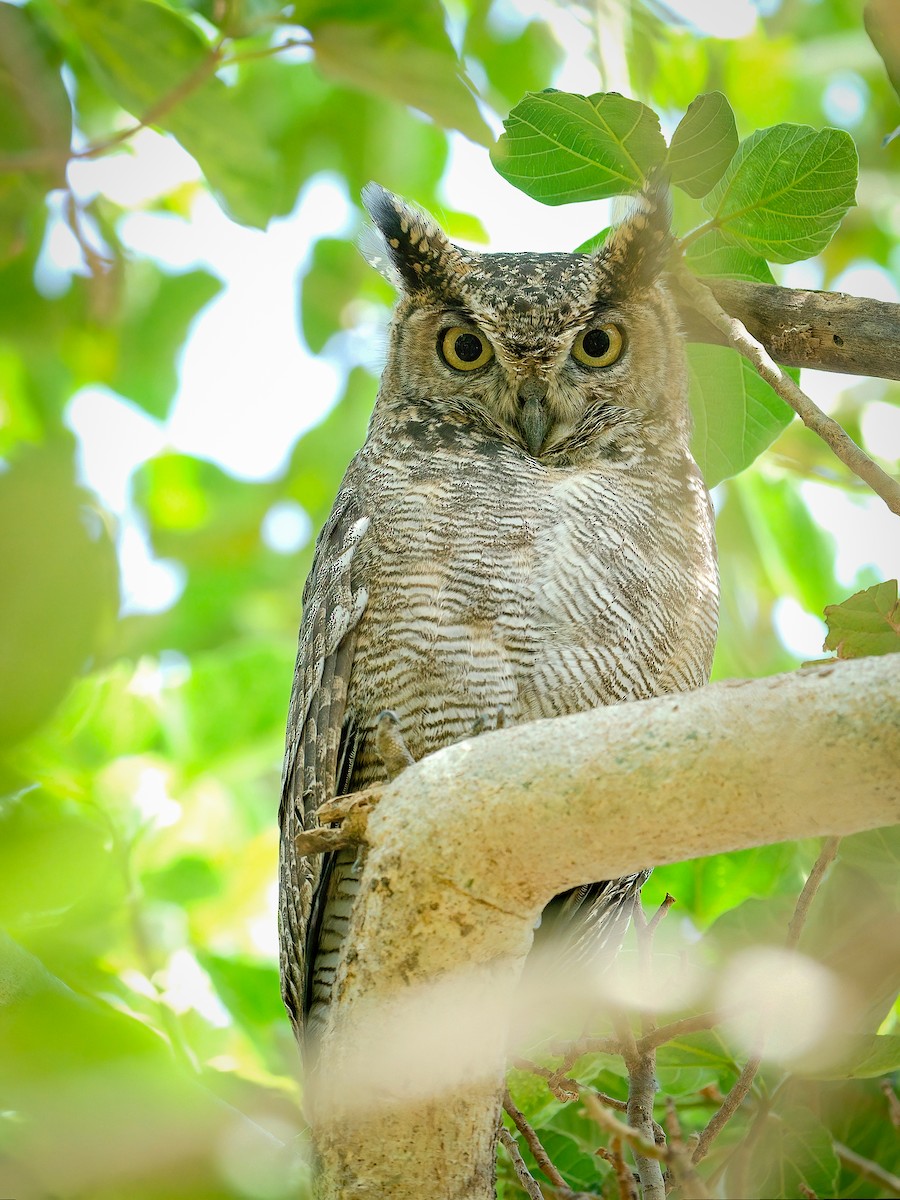 Arabian Eagle-Owl - ML645741630