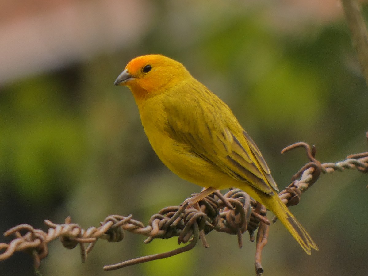 Saffron Finch - ML645741631