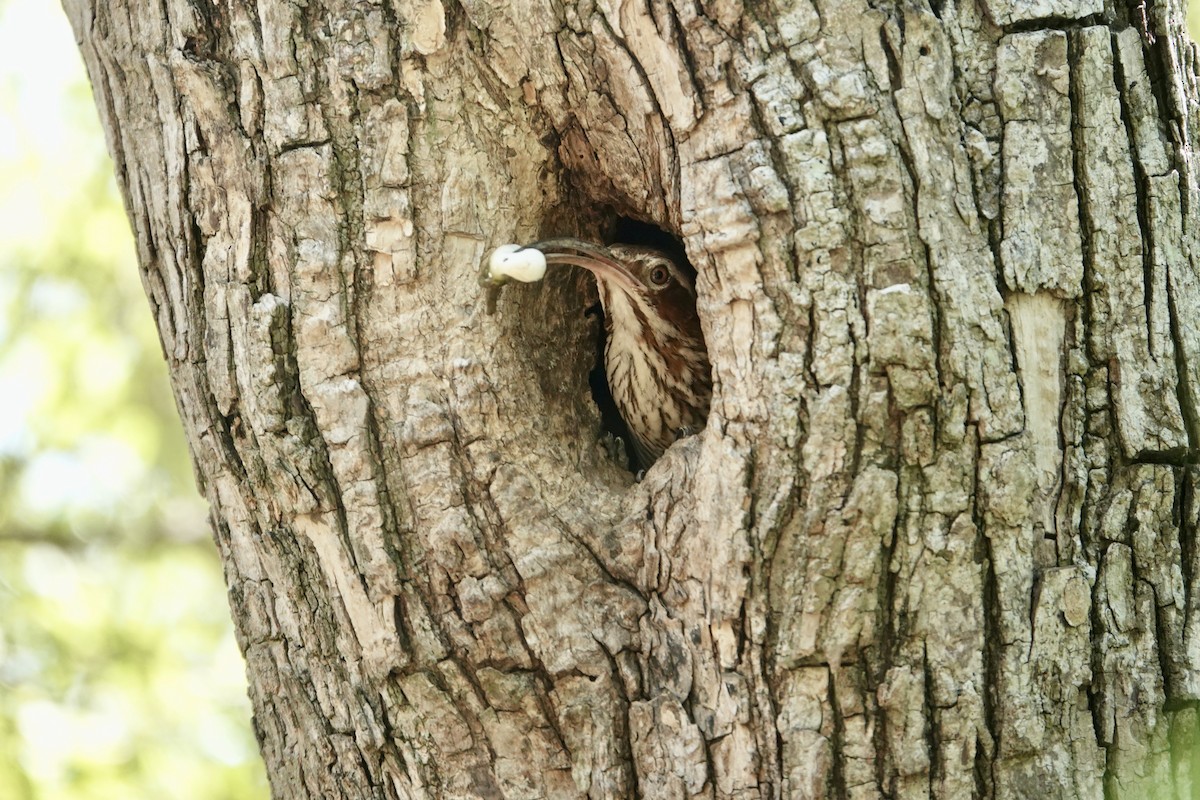 Scimitar-billed Woodcreeper - ML645741632
