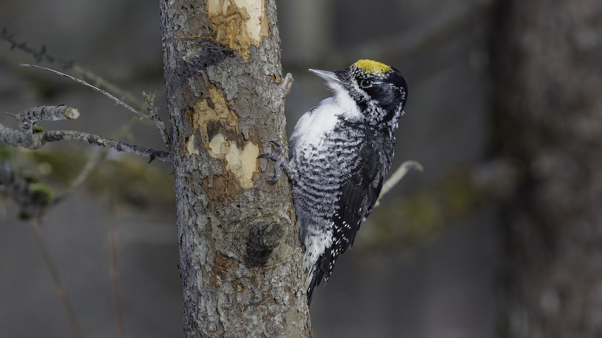 American Three-toed Woodpecker - ML645741634
