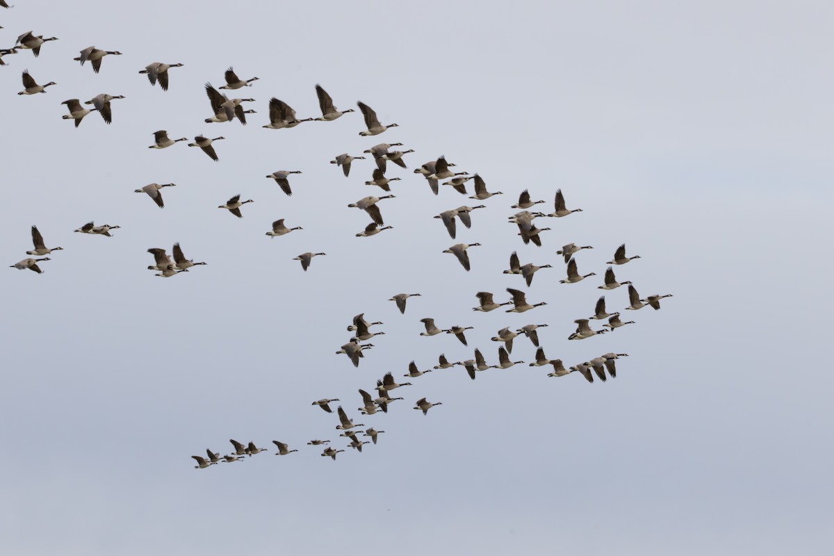 Canada Goose - ML645741635