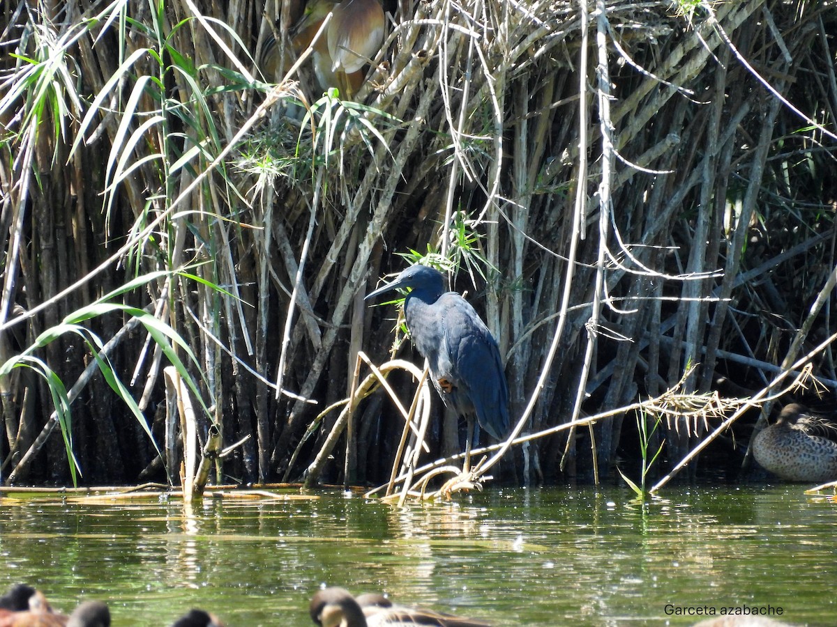 Black Heron - ML645741636