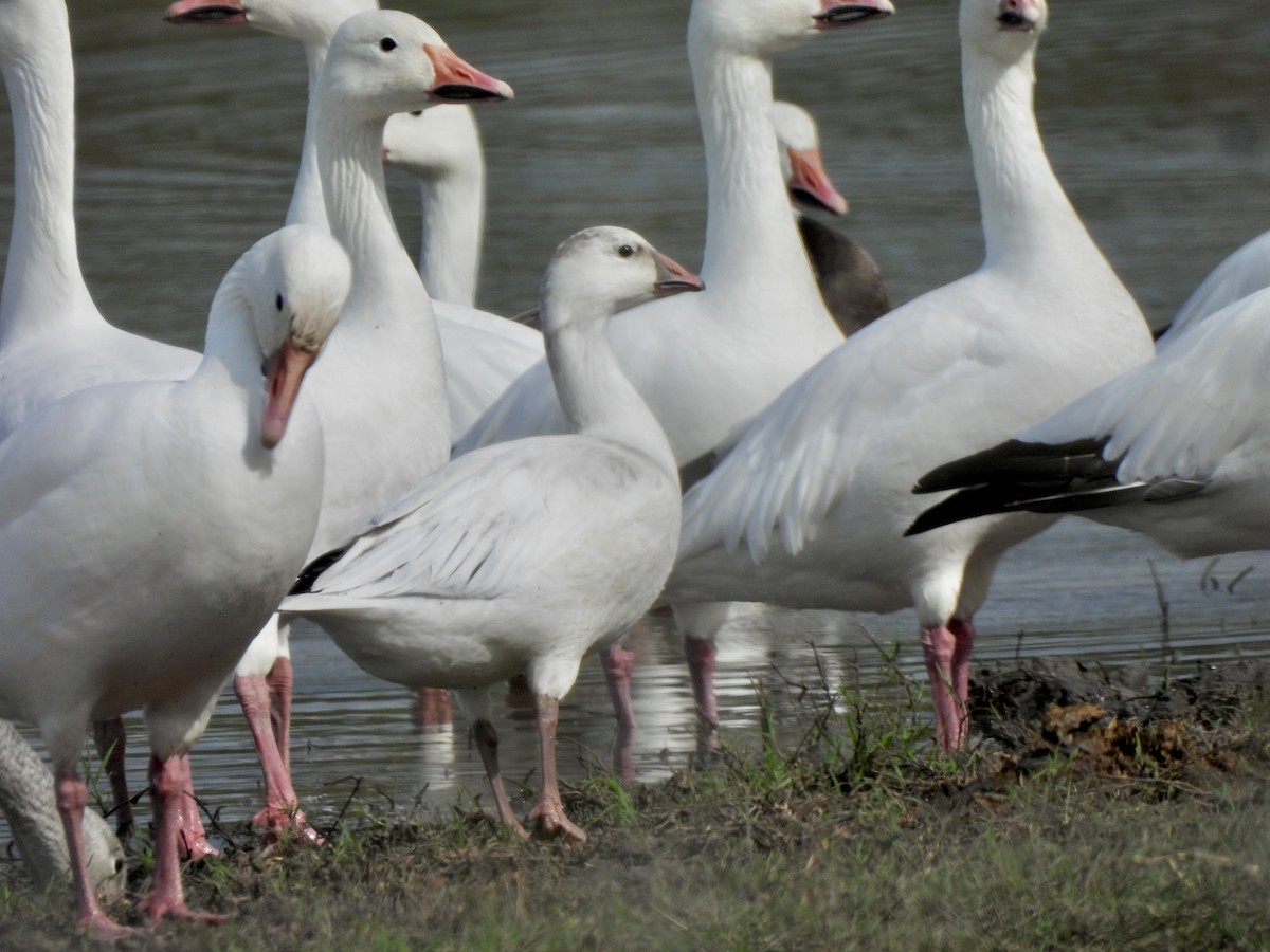 Ross's Goose - ML645741637
