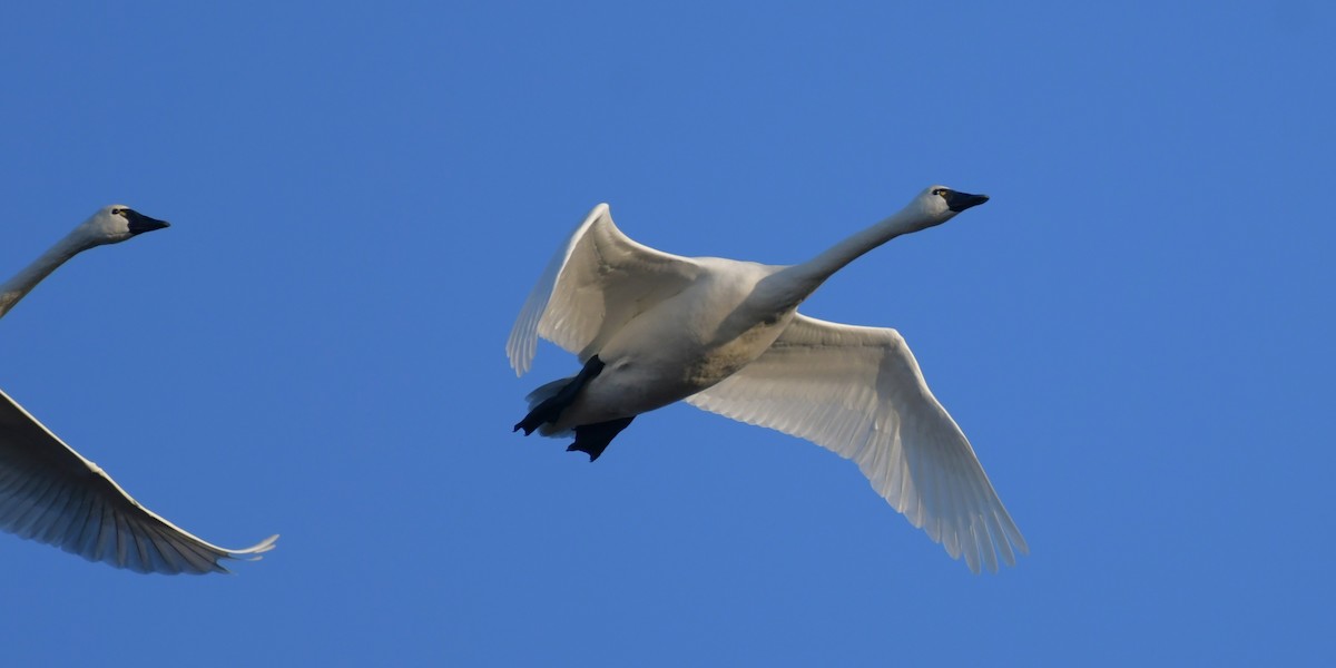 Tundra Swan - ML645741648