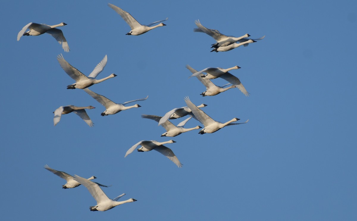 Tundra Swan - ML645741649