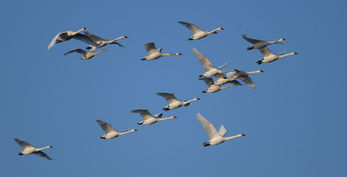 Tundra Swan - ML645741650