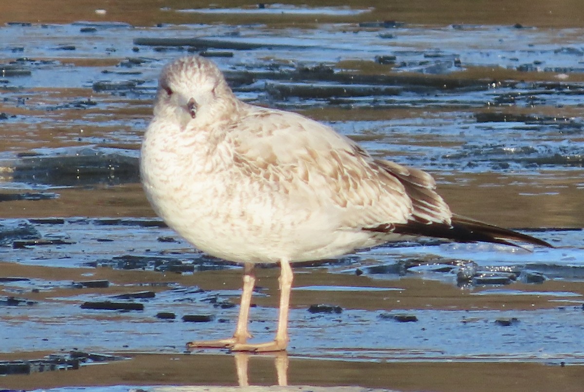 Ring-billed Gull - ML645741656