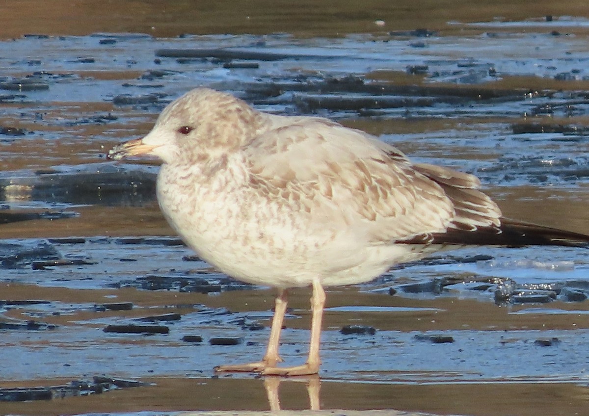Ring-billed Gull - ML645741657
