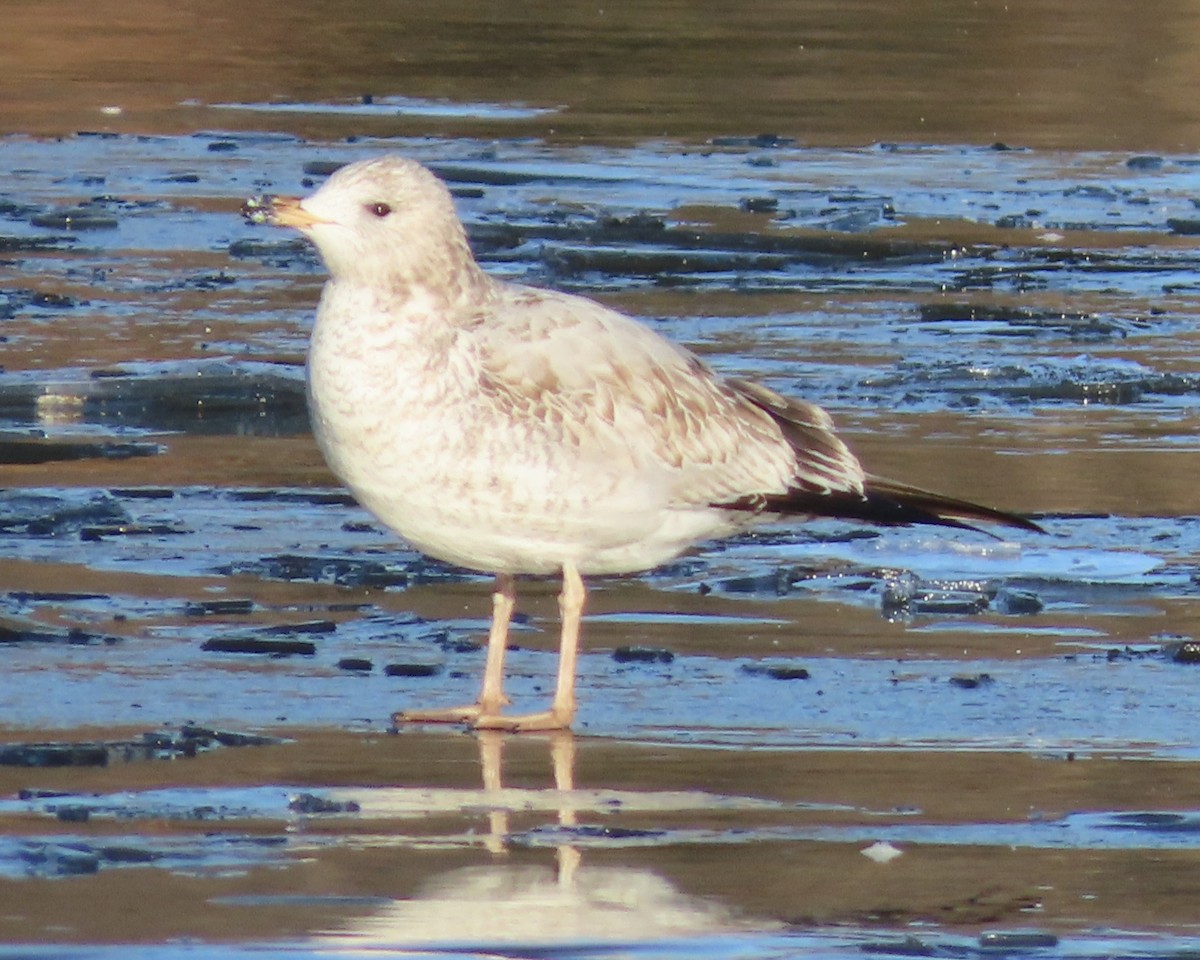 Ring-billed Gull - ML645741660