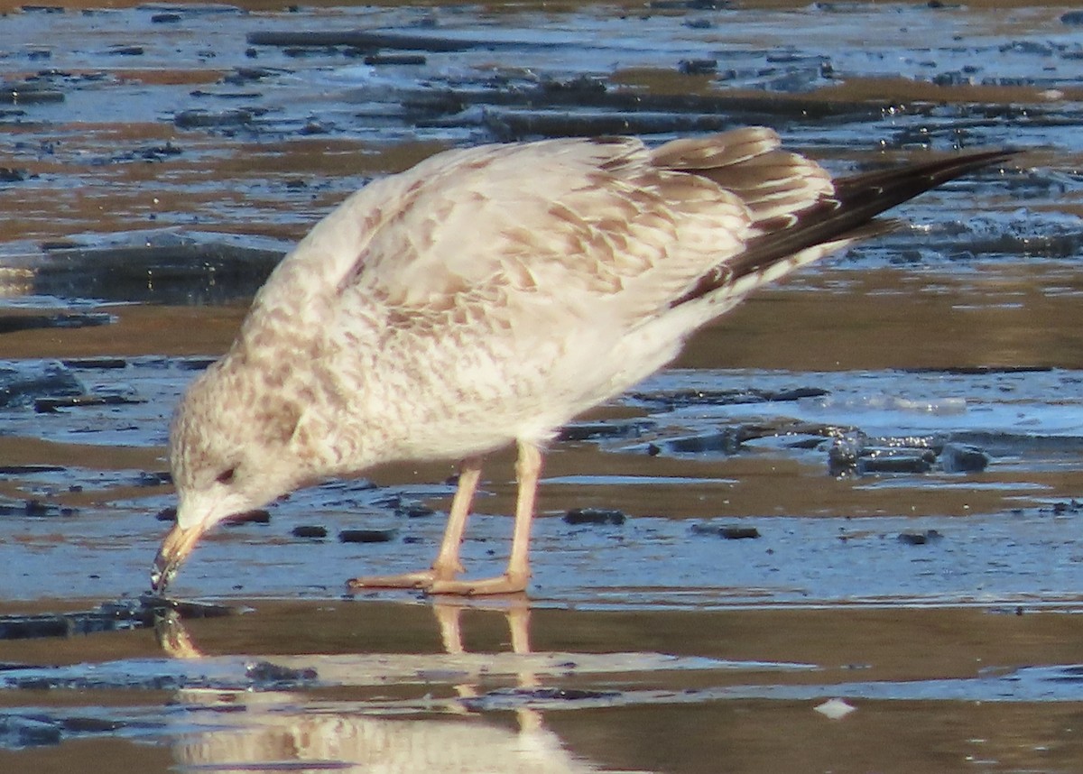 Ring-billed Gull - ML645741661