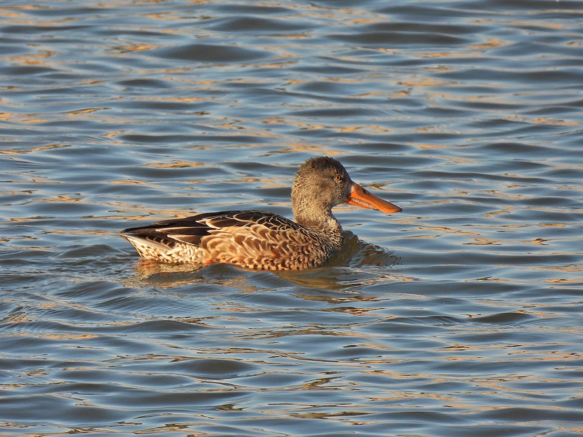 Northern Shoveler - ML645741666