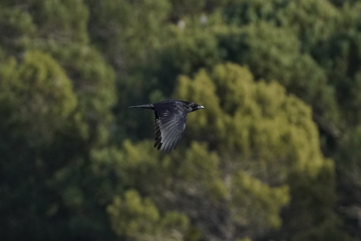 עורב שחור - ML645741673