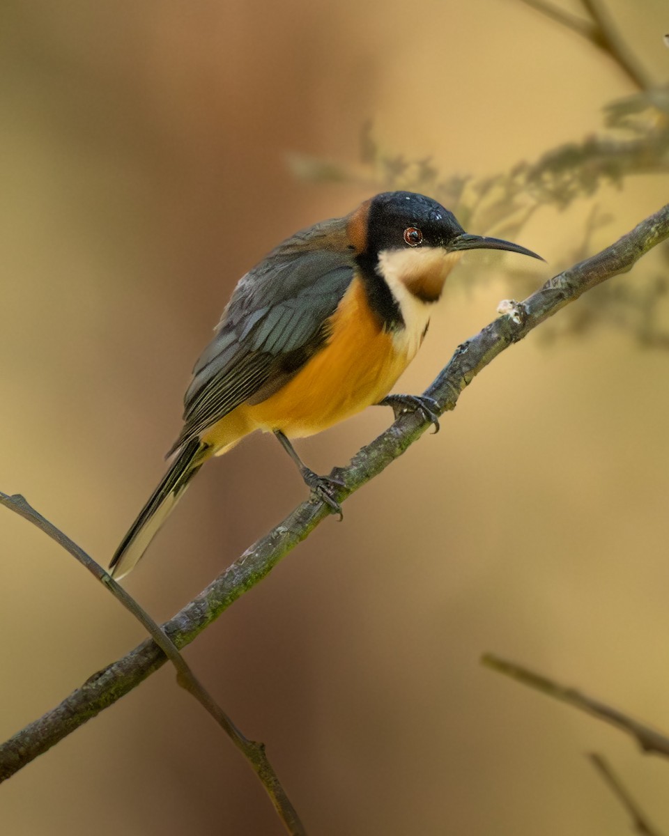 Eastern Spinebill - ML645741674