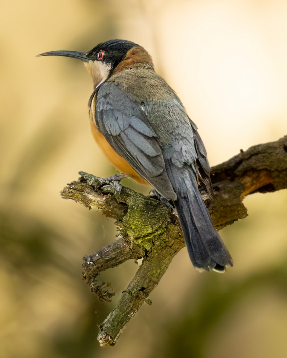 Eastern Spinebill - ML645741675